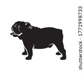 english bulldog   vector... | Shutterstock .eps vector #1772998733