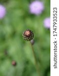 Small photo of Single-flowered sawwort flower bud - Latin name - Klasea lycopifolia (Serratula lycopifolia)