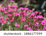Maiden pink Brilliant - Latin name - Dianthus deltoides Brilliant