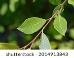Kilmarnock willow leaves - Latin name - Salix caprea Kilmarnock