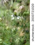 Small photo of Close up of Love-in-a-mist Shorty Blue flower - Latin name - Nigella damascena Shorty Blue
