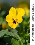 Small photo of Horned violet Penny Yellow Blotch - Latin name - Viola cornuta Penny Yellow Blotch