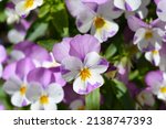 Small photo of Horned violet Pink Wing Viola flowers - Latin name - Viola cornuta Sorbet XP Pink Wing Viola