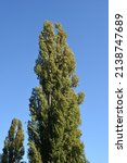 Lombardy Poplar Tree Against...