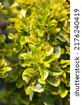 Small photo of Japanes spindle Elegantissimus Aureus leaves - Latin name - Euonymus japonicus Elegantissimus Aureus