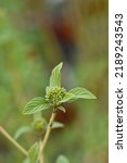 Red osier Dogwood Flaviramea flower buds - Latin name - Cornus sericea Flaviramea