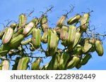 Small photo of Spanish bayonet unripe fruit against blue sky - Latin name - Yucca aloifolia