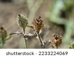 Prickly Poppy seed capsules - Latin name - Argemone platyceras