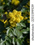 Small photo of Oregon grape yellow flowers - Latin name - Berberis aquifolium