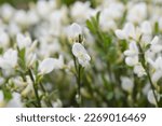 Broom White Lion flowers - Latin name - Cytisus White Lion