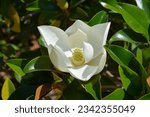 Small photo of Southern magnolia branch with white flower - Latin name - Magnolia grandiflora