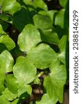 Small photo of Liverwort leaves - Latin name - Hepatica nobilis
