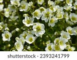 Small photo of Mossy Saxifrage White flowers - Latin name - Saxifraga Pixie White