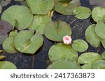 Small photo of Pink water lily flower and leaves - Latin name - Nymphaea Rene Gerard