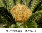 Female Sago Palm Blooming