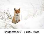 Red Fox In The Winter On Snowy...
