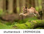 Lynx Cub Jumpping From Fallen...