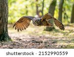Owl flying in the forest....