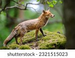 Close up wild fox on mossy rock....