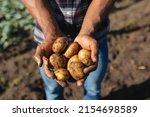 Small photo of Midsection of african american mid adult male farmer holding raw potatoes at farm on sunny day. harvesting, unaltered, healthy food, farmer, organic farm and farming concept.