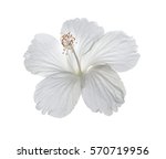 Hibiscus Flower Isolated On...