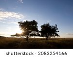 Scots Pines At Sunset In...