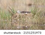 Gray Goose Nest In The...