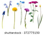 Wild Flowers Isolated On White...