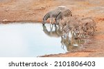 Two Zebras Drinking Water At A...