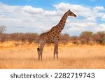 Small photo of Giraffe walking in yellow grass on the Ethosa national park - Namibia, Africa