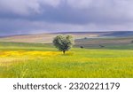 Small photo of A young olive tree in the shape of a heart - Agriculture field with young olive grove between meadow of poppies and yellow wild flowers