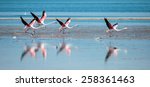 Izmir Bird Paradise  Flamingos
