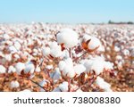 Cotton fields ready for...