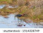 Glossy Ibis in a Wetland Pond in Chinoteague National Wildlife Refuge in Virginia