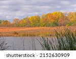 Autumn Colors Across A Wetland...