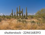 Saguaro Cactus Desert Scene in Saguaro National Park in Arizona