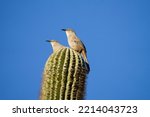 Curve Billed Thrashers On A...