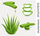 realistic illustration of aloe... | Shutterstock .eps vector #1916747870