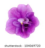 Violet Flower Closeup On White...
