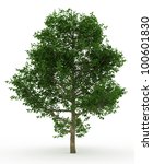 3d Alder  Tree Isolated Over...