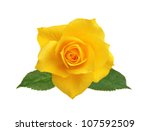 beautiful yellow rose with leaves isolated on white background