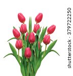 Bouquet Of Pink Tulips Isolated ...