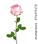 Beautiful Single Pink Rose...