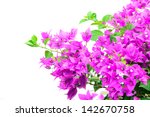 Bougainvillea With Purple Blossoms Free Stock Photo - Public Domain ...