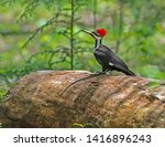 A Pileated Woodpecker Hops On...