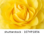 Yellow Rose Closeup Background