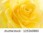 Yellow Rose Macro