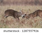 Two White Tailed Deer Bucks...