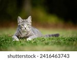 Small photo of Gray tabby cat laying down in the grass and preparing to pounce in a yard.