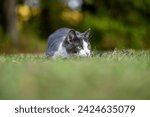 Small photo of Cute gray and white cat laying low in the grass in a yard ready to pounce.